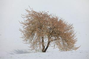 Izidor Jesenko - Poljansko drevo 6
